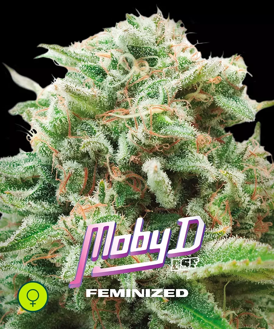 Moby D 2