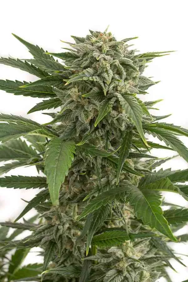 Bubba Kush 2