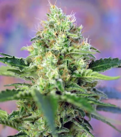 Crystal Candy 3