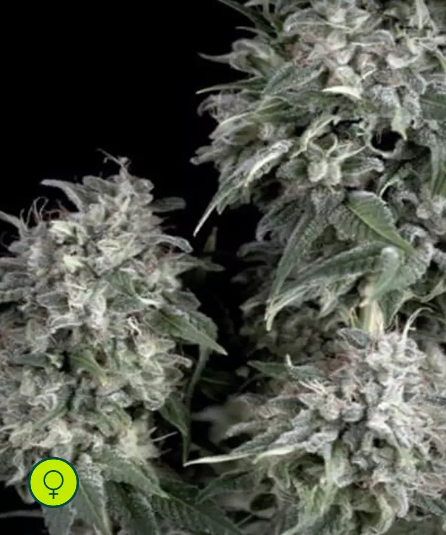 White Widow