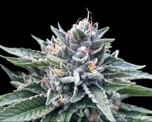 Sorbet 4
