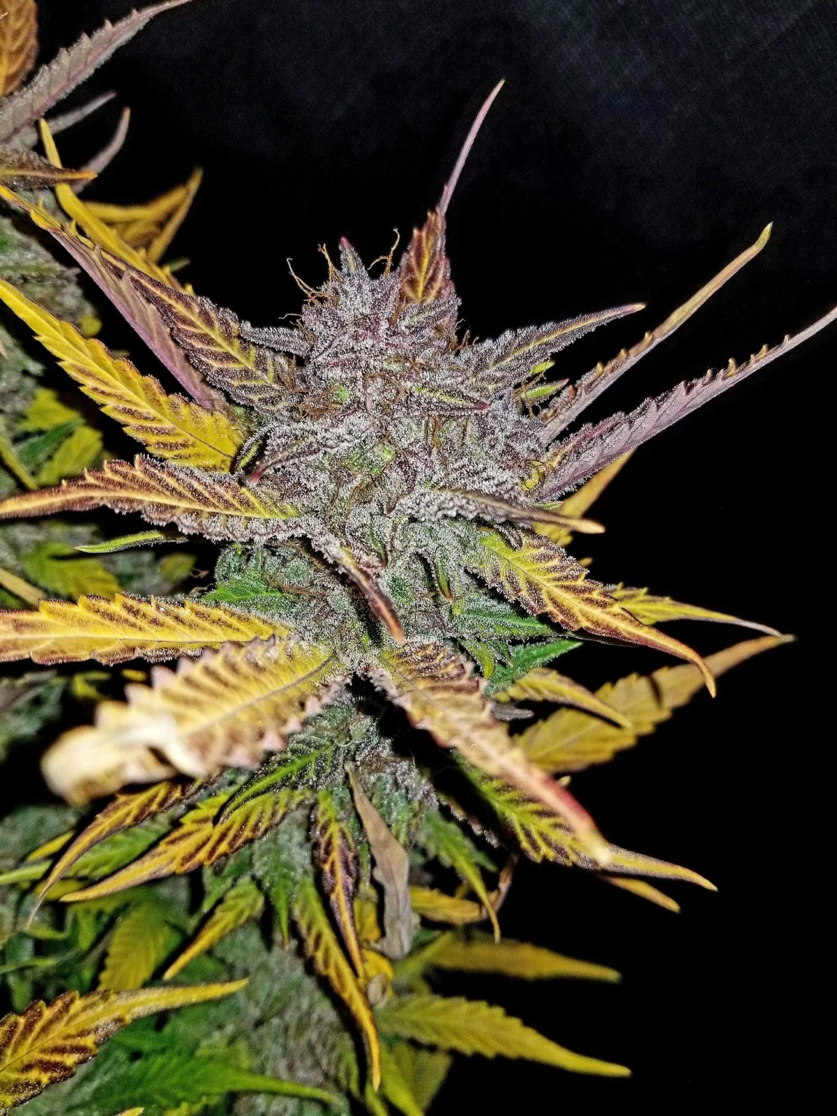 Cream Cookies