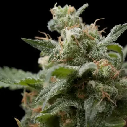 Super Hash 5