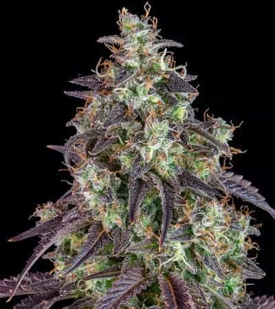 Lemon Pie 3