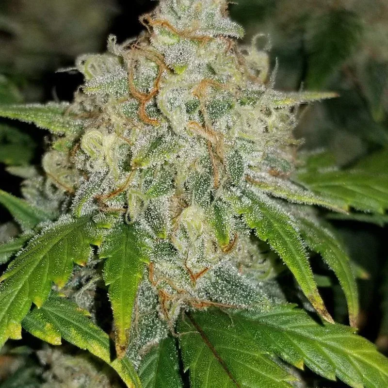 Zkittlez
