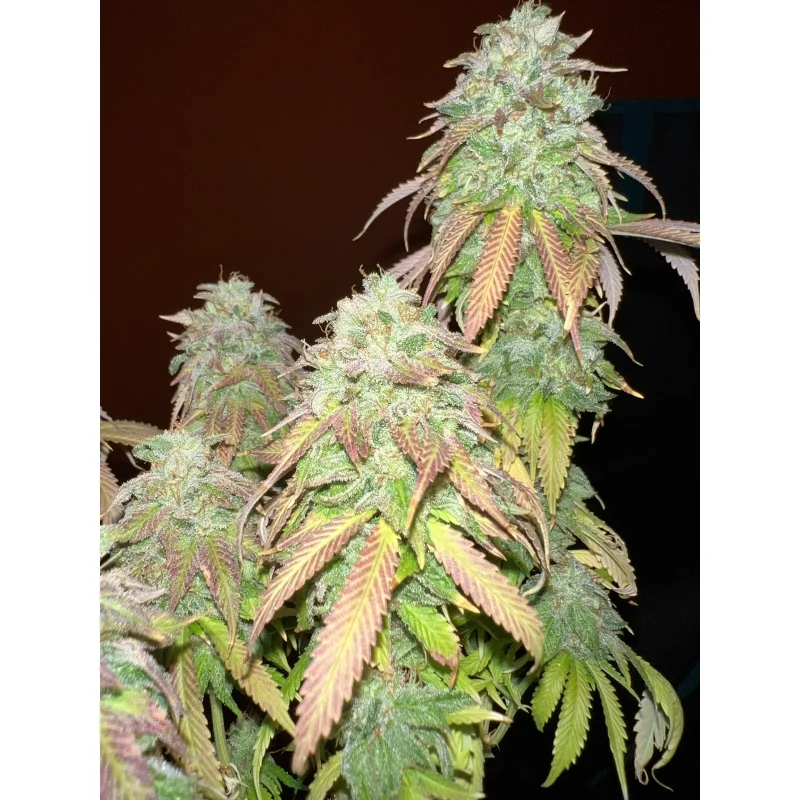 Strawberry Cookies 5