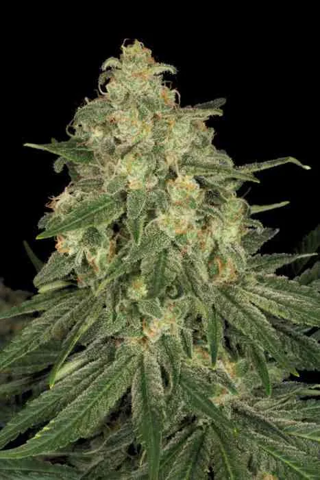 Allkush 3