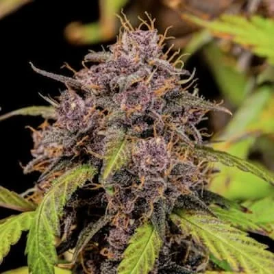 Lemon Cherry Cookies 3