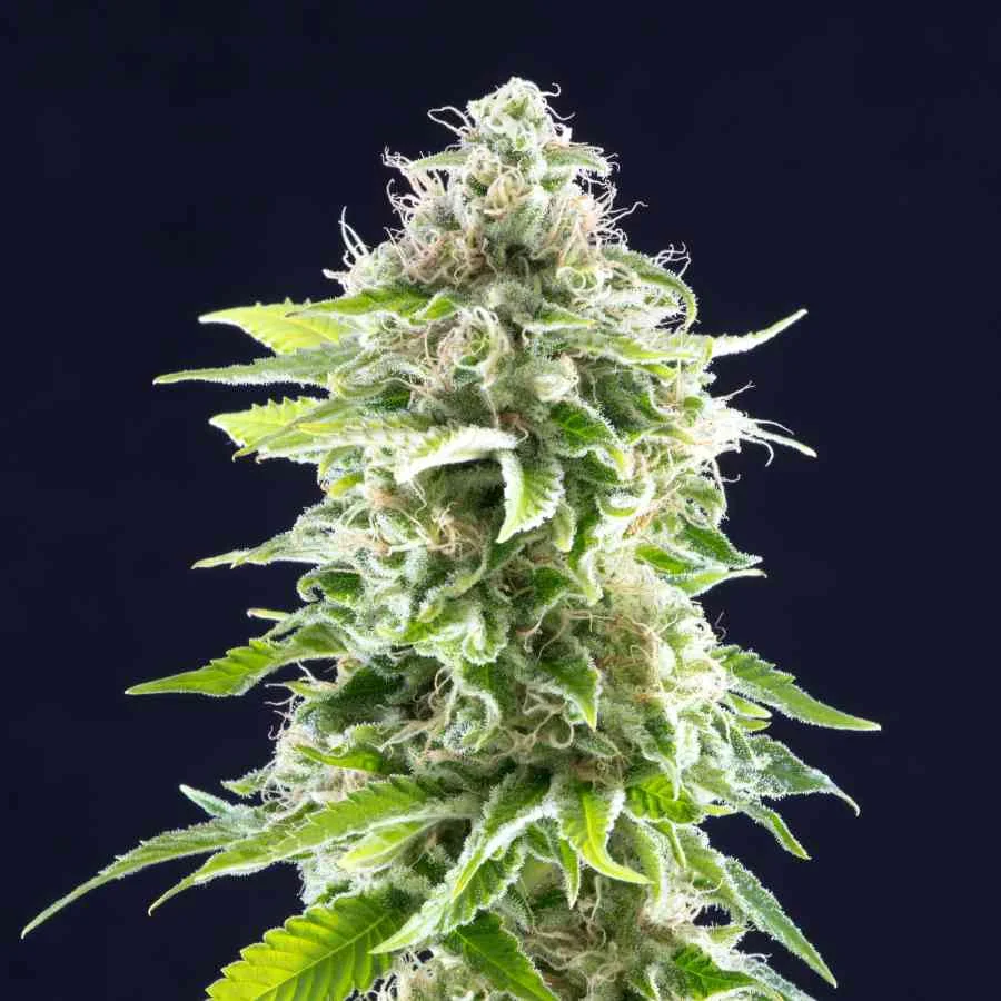 Cookies Haze 2