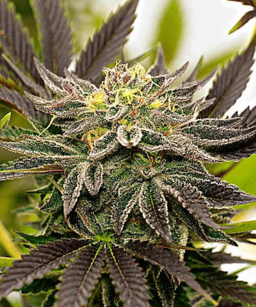 Bubba Kush