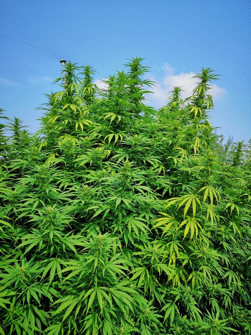 Mazzal Kush 3