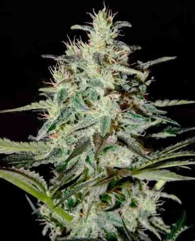 White Lemon