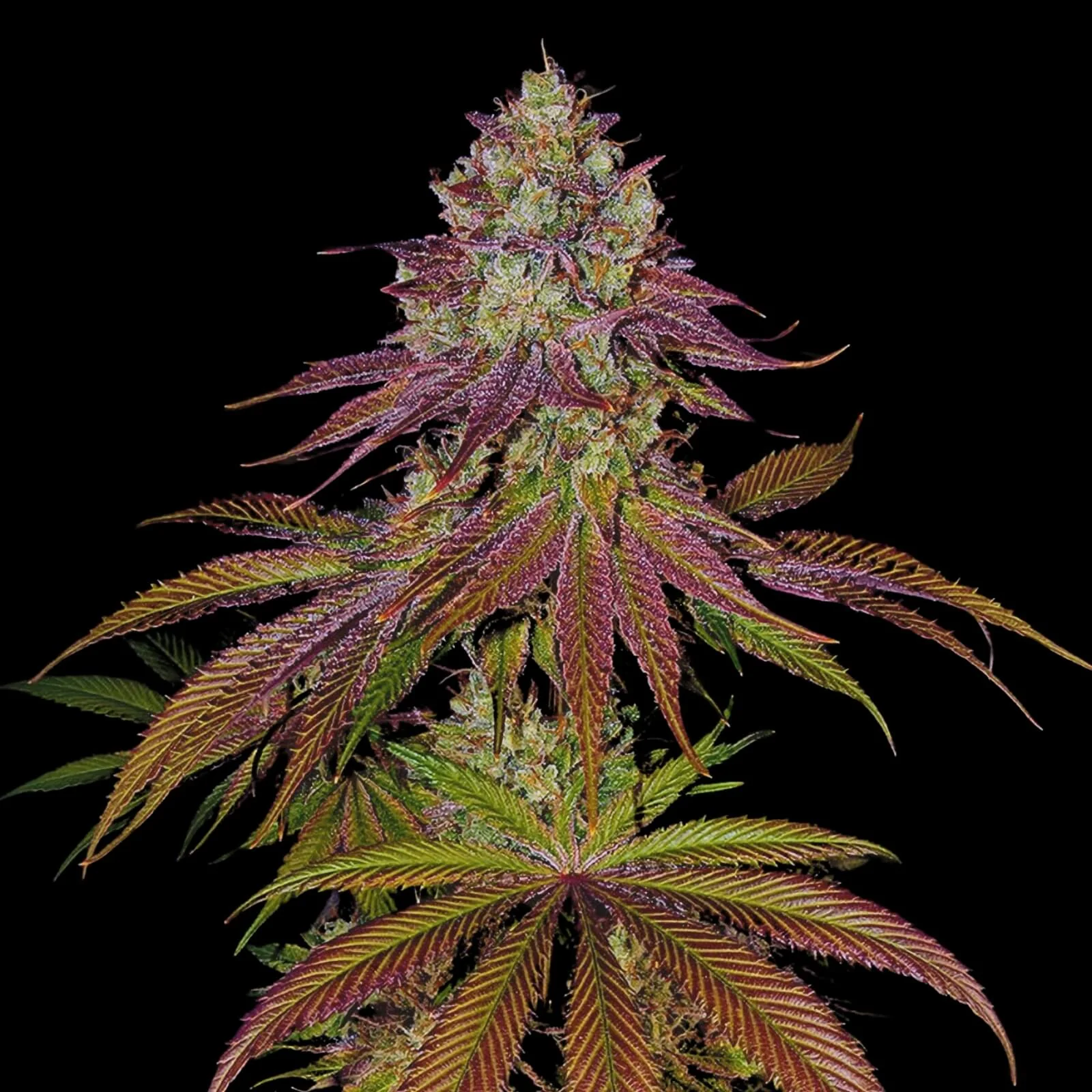 Mimosa