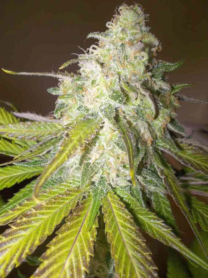 Atomical Haze 5