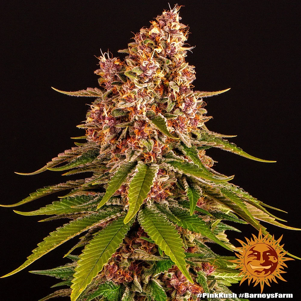 Pink Kush 5