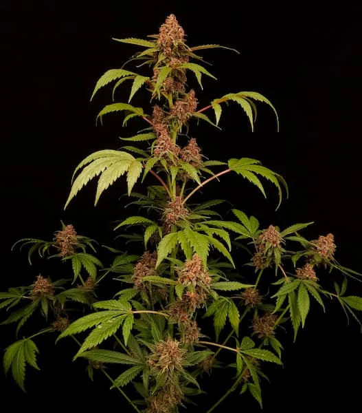Banana Purple 3