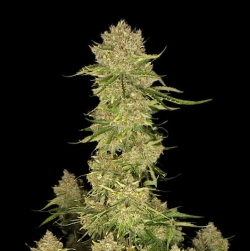 Banana Guava