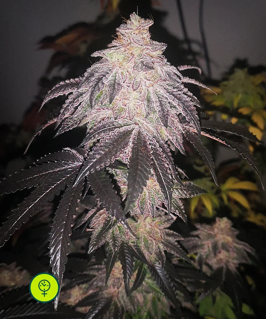 Cookies Sherbet