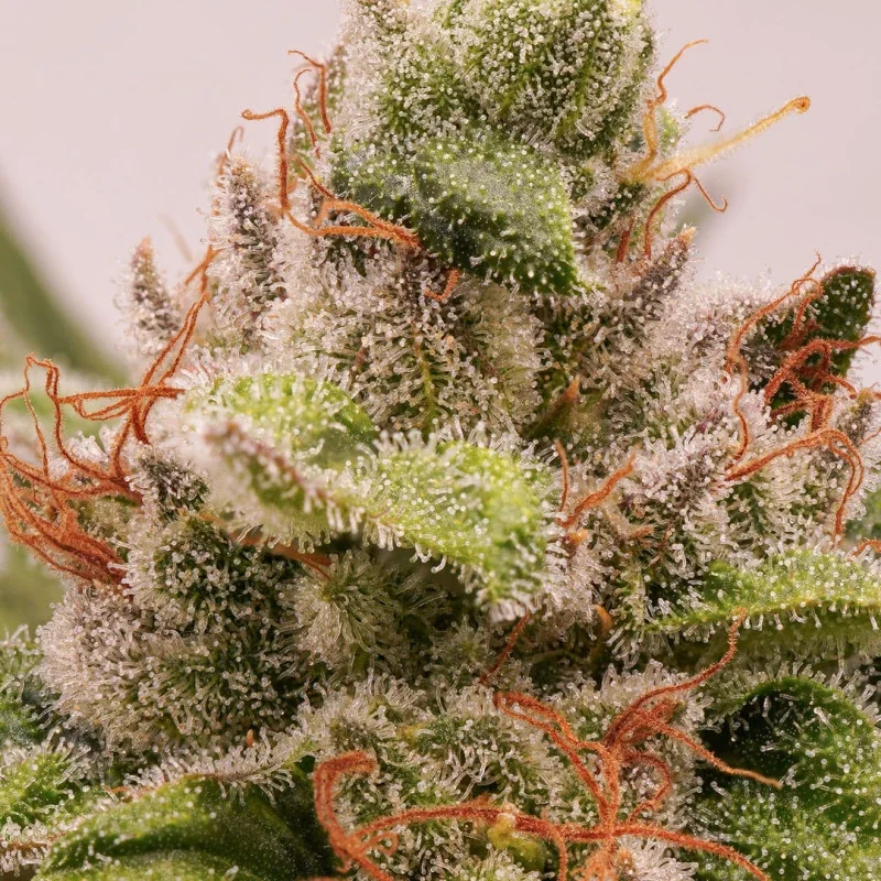 Cookies Sherbet 4