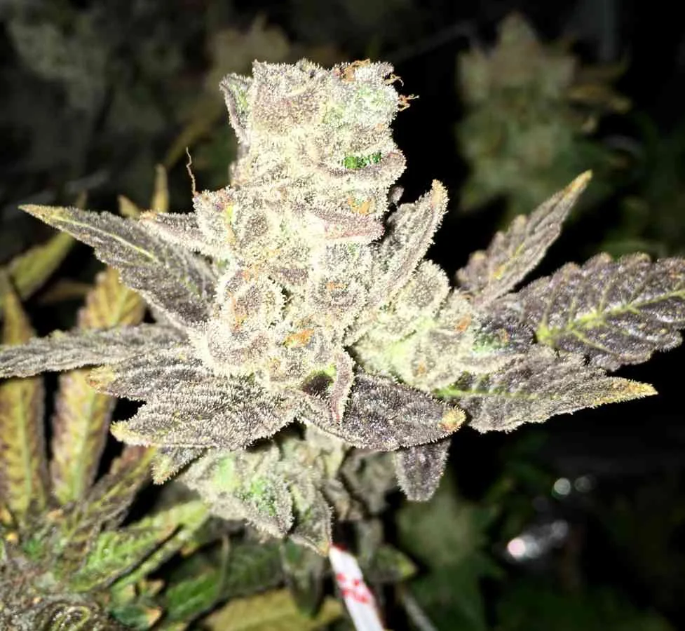 Blue Rhino 4