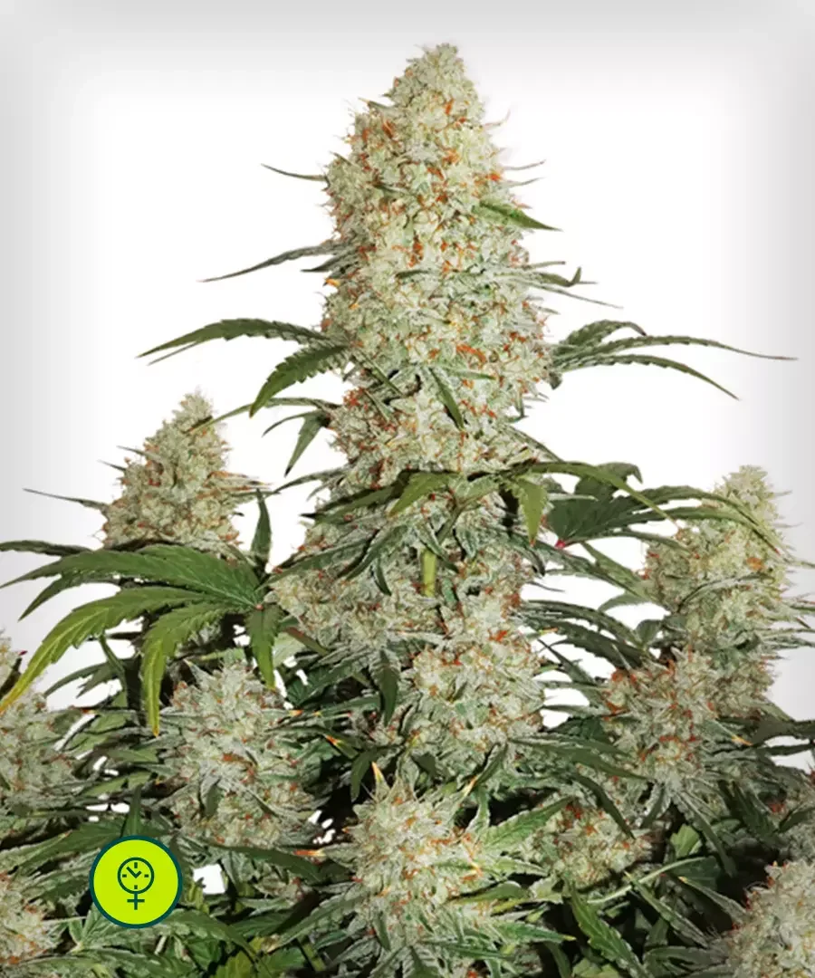 Critical Orange Punch