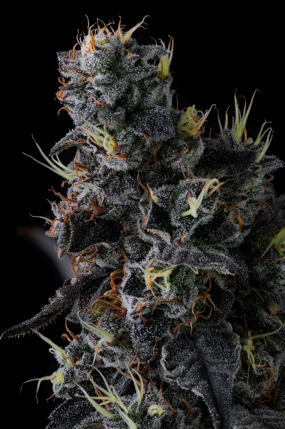Grape Gasoline 2