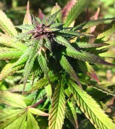 Blue Mystic 4