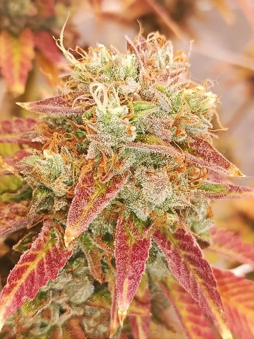 Sour Dizzle 4