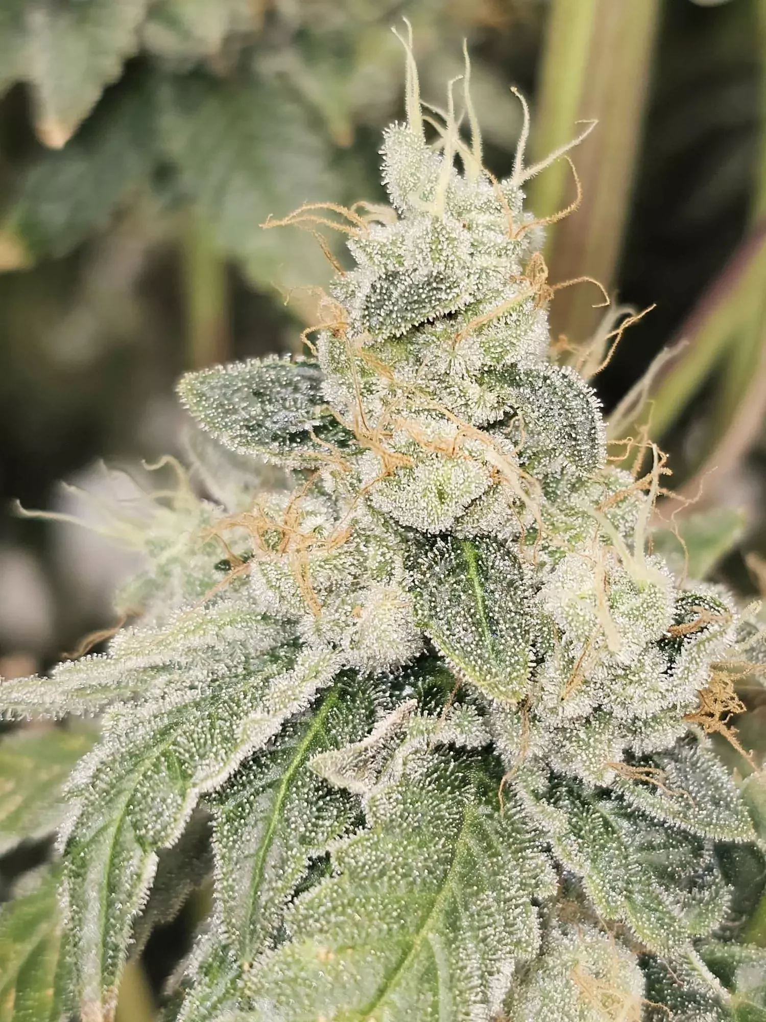 Club Kush 4