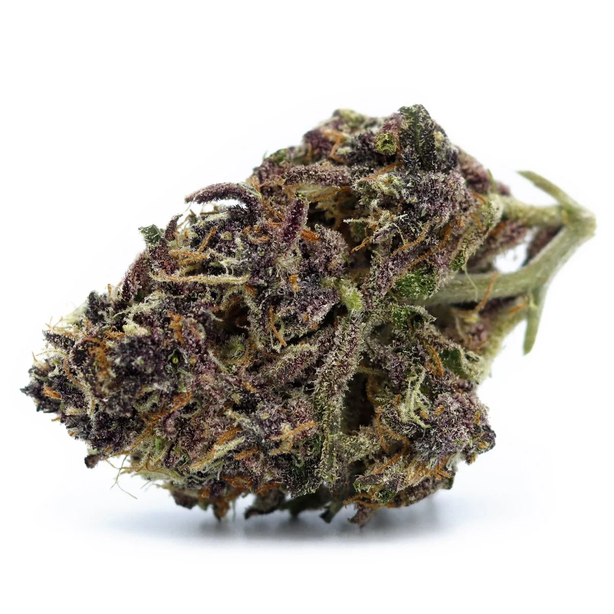 Black Papaya 2