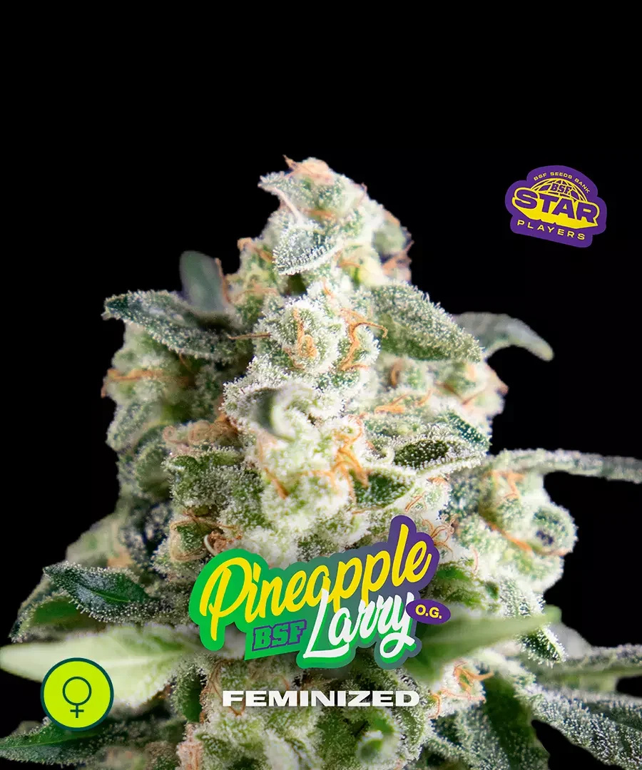 Pineapple Larry Og