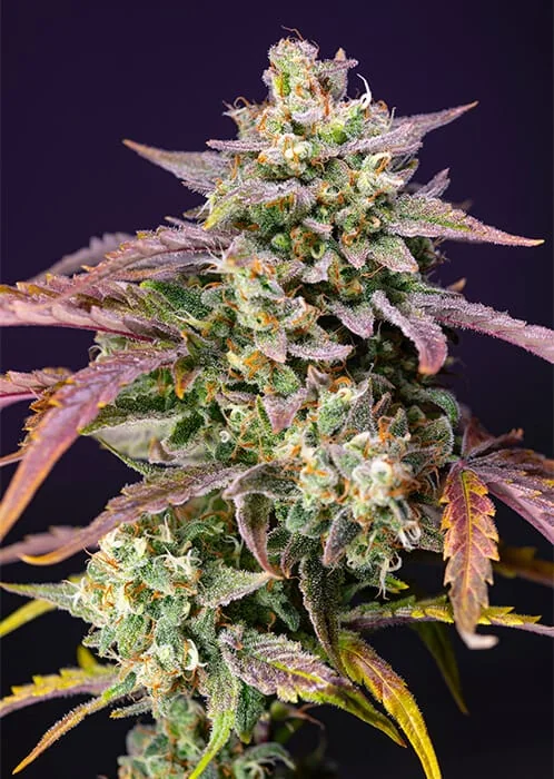 Pink Guava