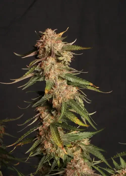 Blue Moby