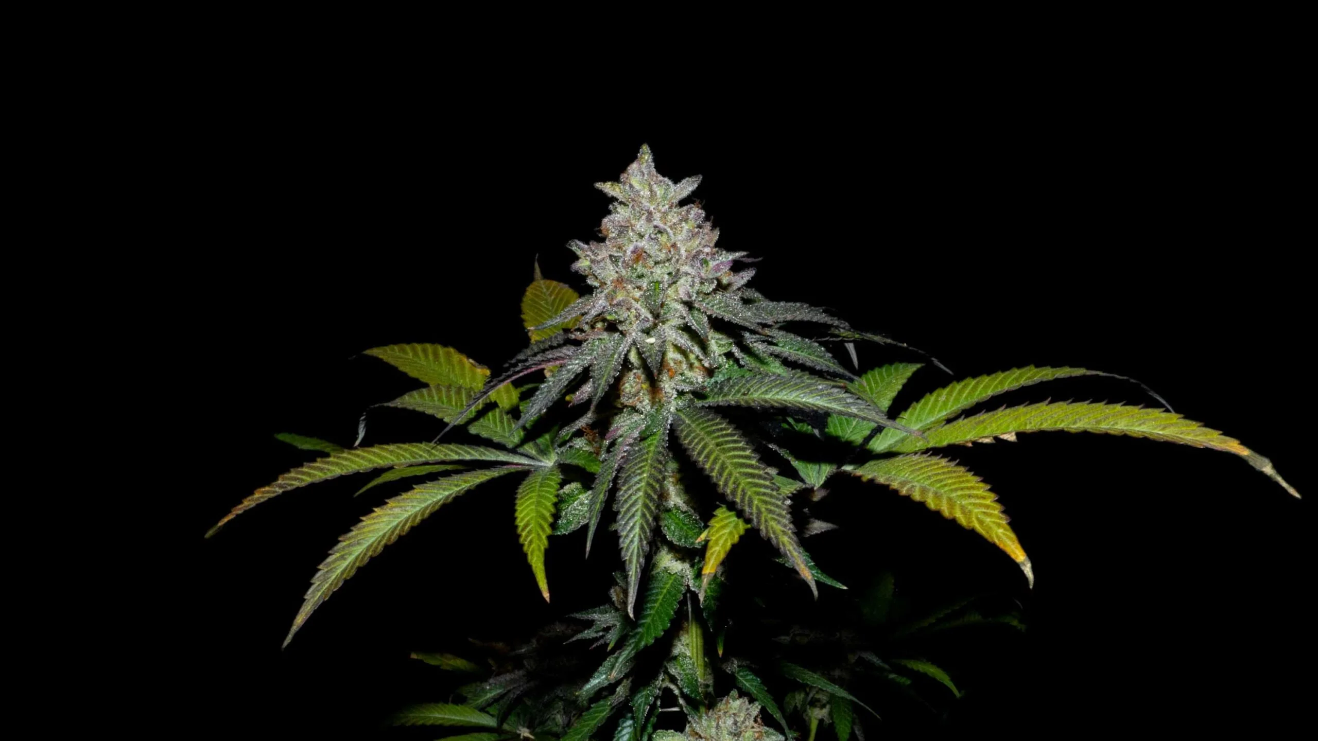 Spritz X Fruity Pebbles Og