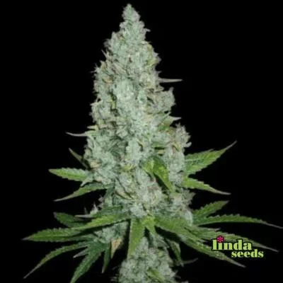 Amnesia Lemon