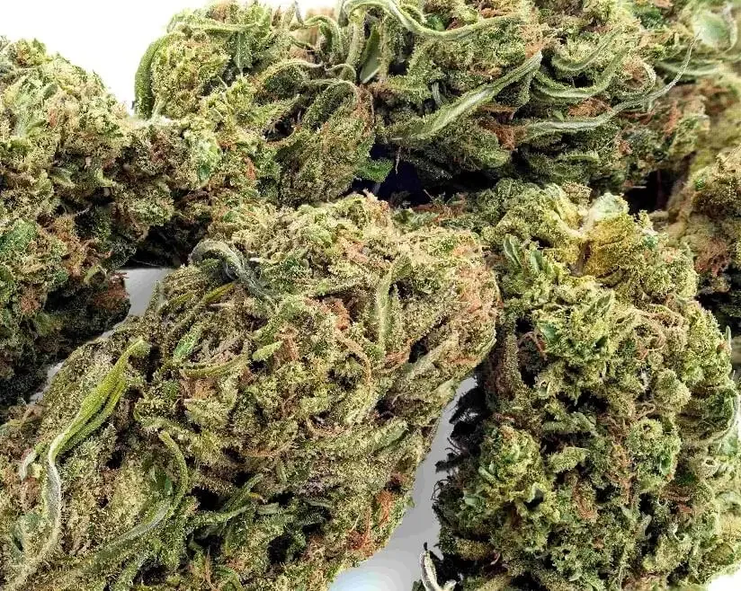 Green Crak Cbd Latitudsurseeds 3