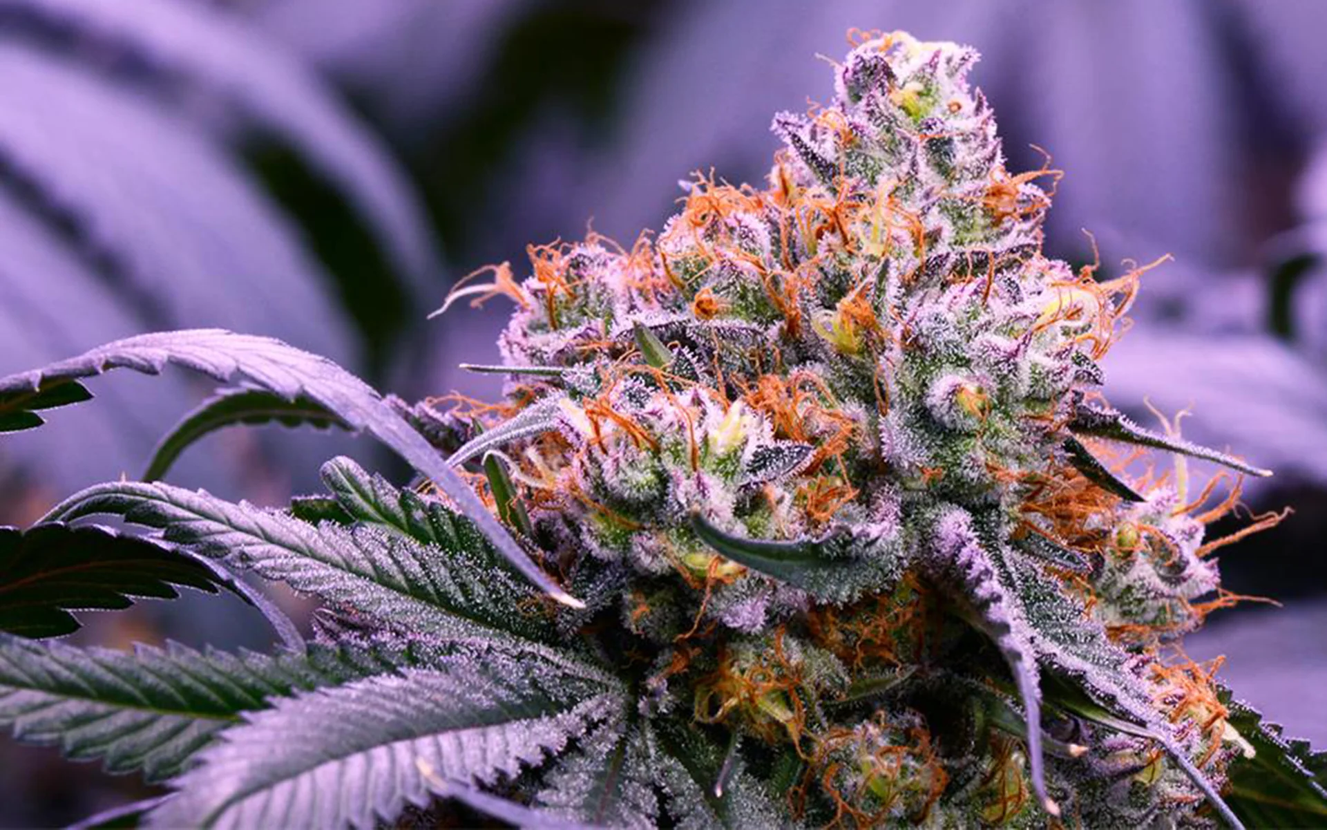 Obama Og Latitudsurseeds 4