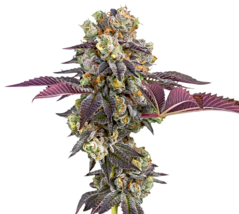Strawberry Haze