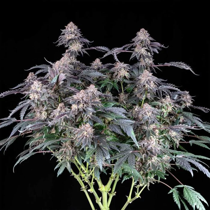 Grape Venom 3