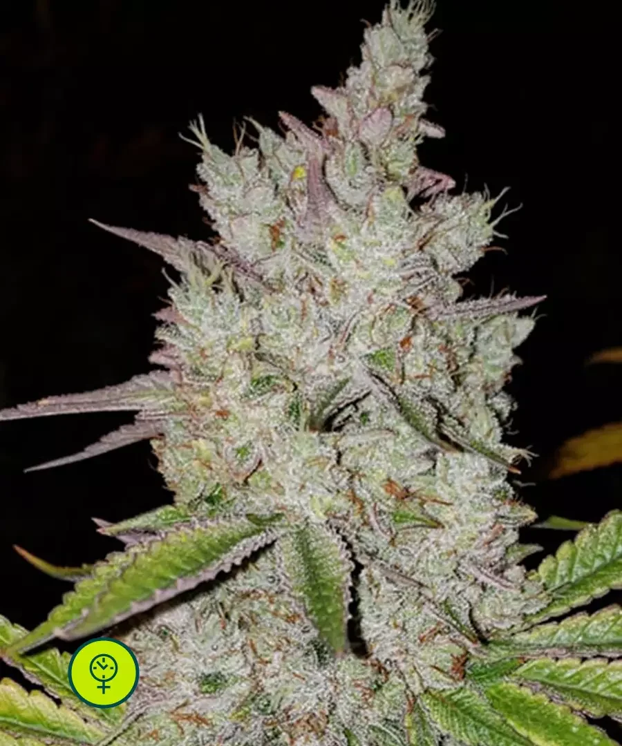 Lilac Diesel Rbx2 2