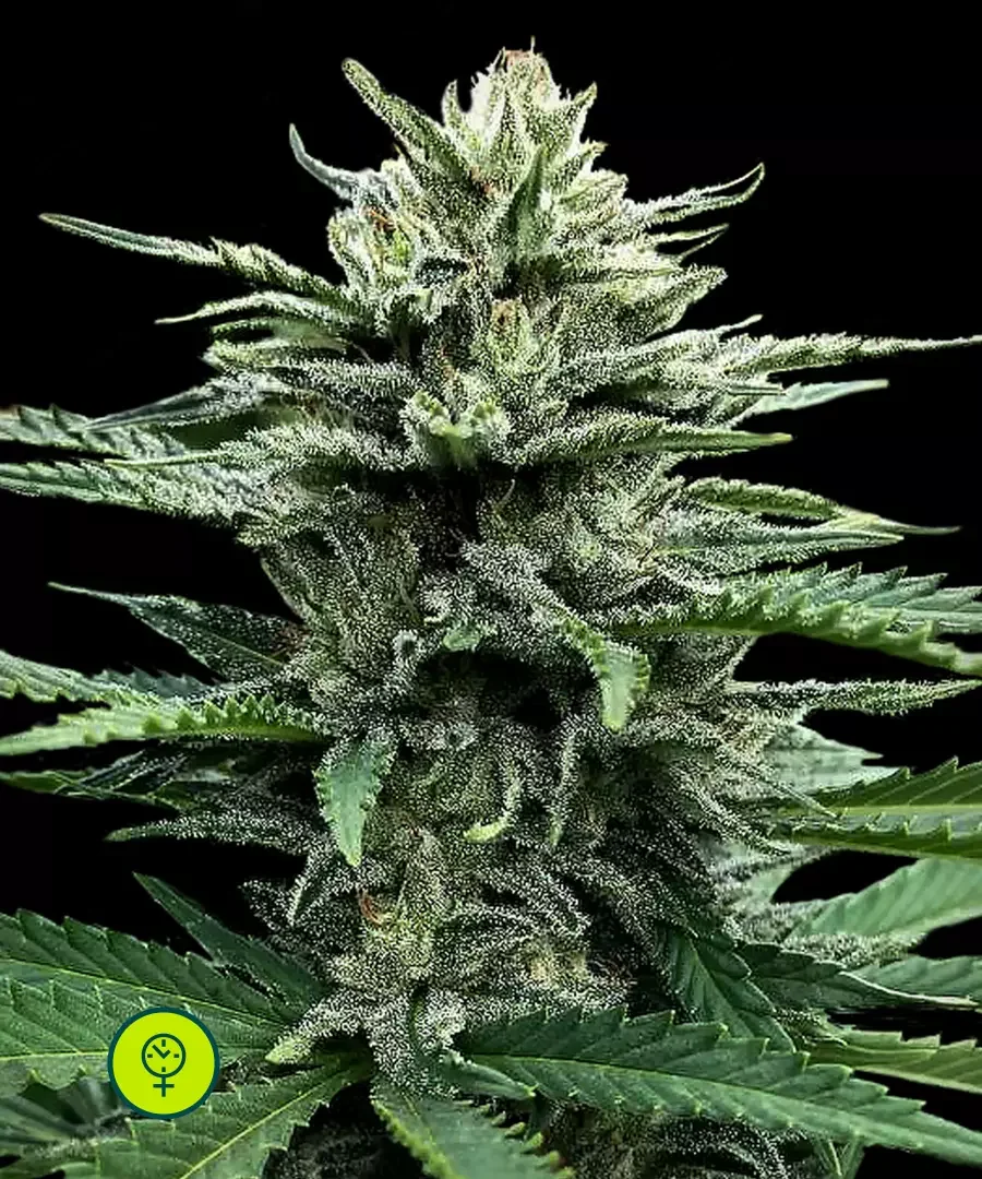 Strawberry Banana