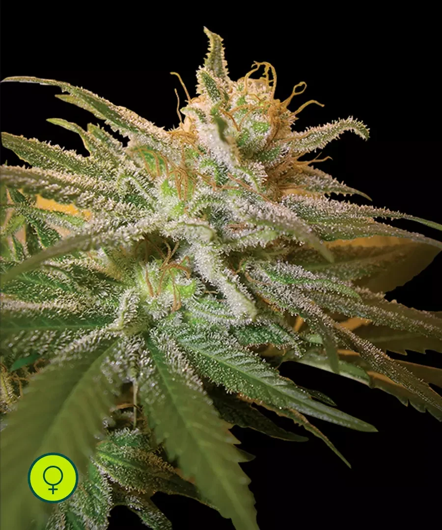 Kushberry 4