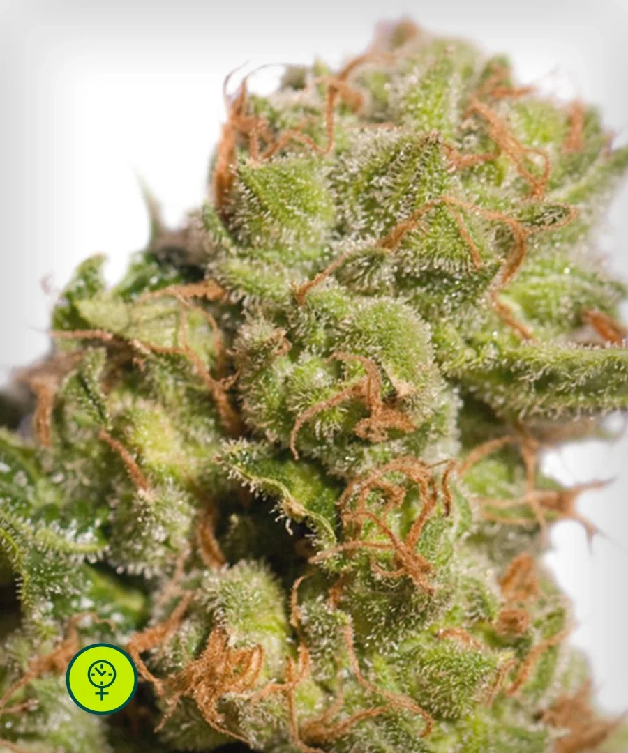 Bruce Lemon Diesel 2