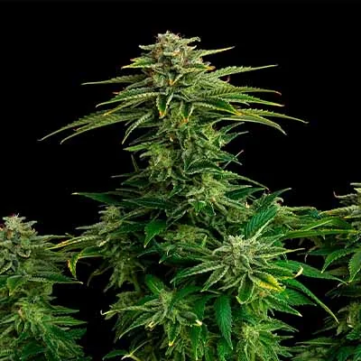 Zkittlez 5