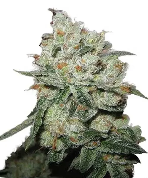 Preta Kush Latitudsurseeds
