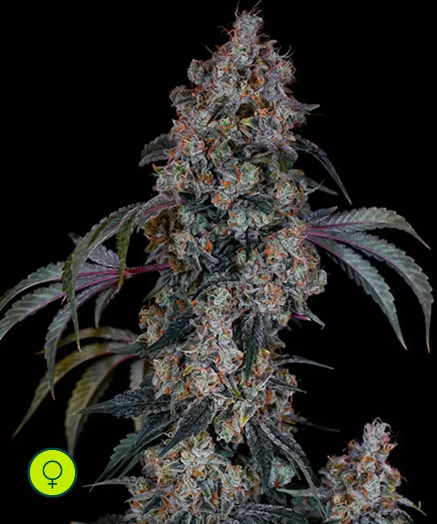 Thug Roze R1 2
