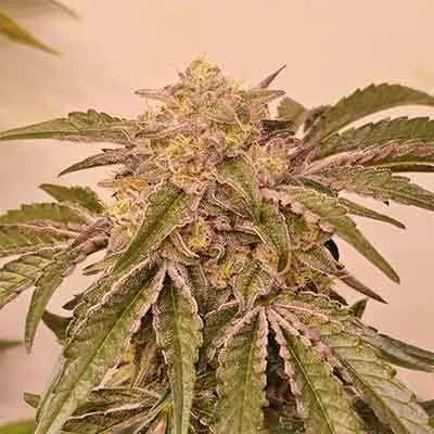 Pink Pie 4