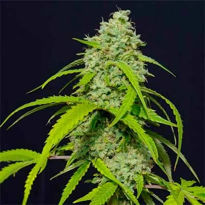 Orange Kush