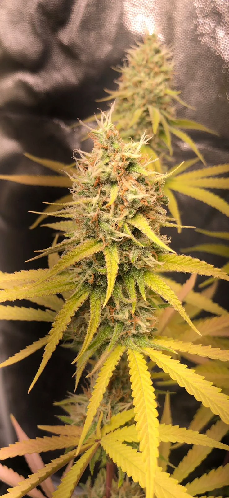 Blueberry Jack