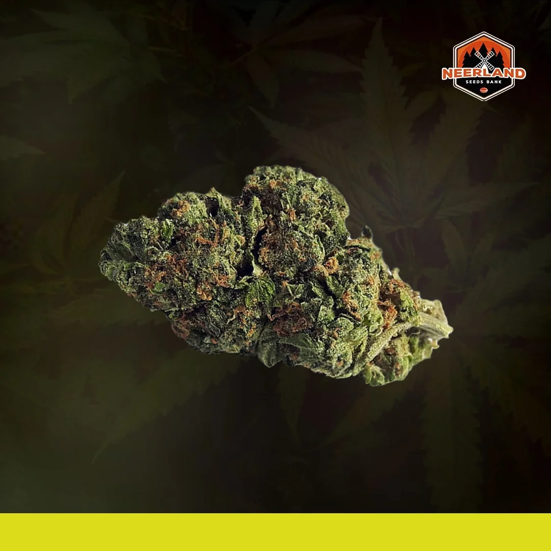Mack Zkittlez 5